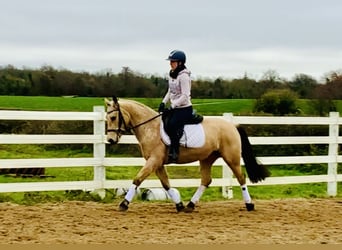 Connemara, Mare, 4 years, 14.1 hh, Dun