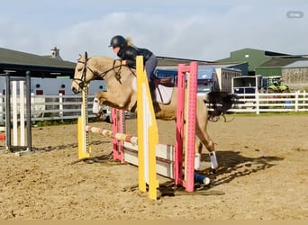 Connemara, Mare, 4 years, 14.1 hh, Dun
