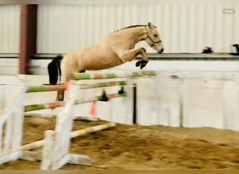 Connemara, Mare, 4 years, 14.1 hh, Dun