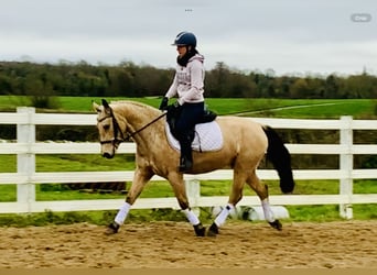 Connemara, Mare, 4 years, 14.1 hh, Dun