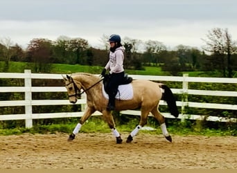 Connemara, Mare, 4 years, 14.1 hh, Dun