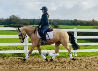 Connemara, Mare, 4 years, 14.1 hh, Dun