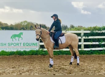 Connemara, Mare, 4 years, 14.1 hh, Dun