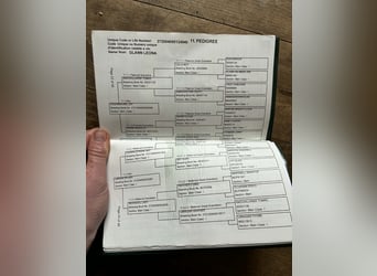 Connemara, Mare, 4 years, 14.1 hh, Dun