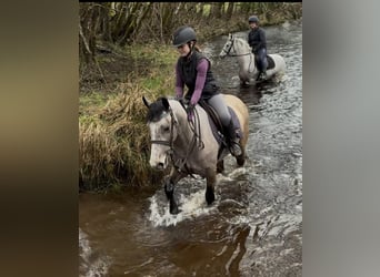 Connemara, Mare, 4 years, 14.1 hh, Dun