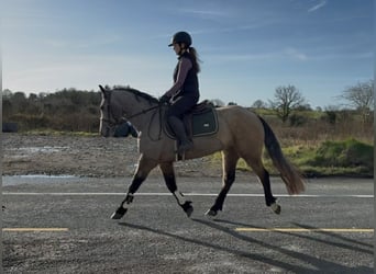 Connemara, Mare, 4 years, 14.1 hh, Dun