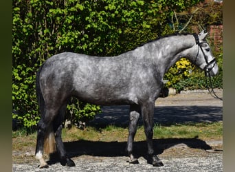 Connemara, Mare, 4 years, 14.1 hh, Gray-Dapple