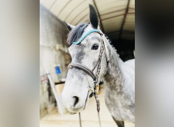 Connemara, Mare, 4 years, 14.1 hh, Gray-Dapple