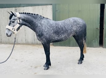 Connemara, Mare, 4 years, 14.1 hh, Gray-Dapple
