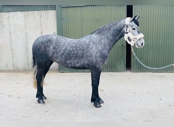 Connemara, Mare, 4 years, 14.1 hh, Gray-Dapple