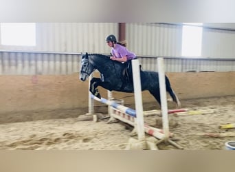 Connemara, Mare, 4 years, 14.1 hh, Gray-Dapple
