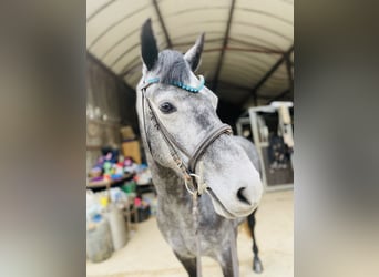 Connemara, Mare, 4 years, 14.1 hh, Gray-Dapple