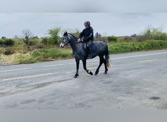 Connemara, Mare, 4 years, 14.1 hh, Gray-Dapple