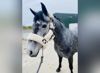 Connemara, Mare, 4 years, 14.1 hh, Gray-Dapple