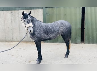 Connemara, Mare, 4 years, 14.1 hh, Gray-Dapple