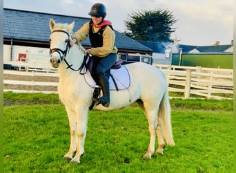 Connemara, Mare, 4 years, 14,1 hh, Gray