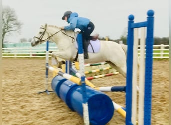 Connemara, Mare, 4 years, 14,1 hh, Gray