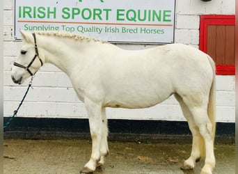 Connemara, Mare, 4 years, 14,1 hh, Gray