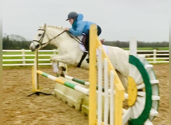 Connemara, Mare, 4 years, 14,1 hh, Gray