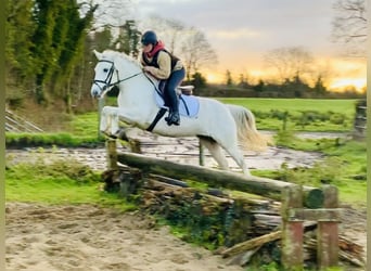 Connemara, Mare, 4 years, 14,1 hh, Gray