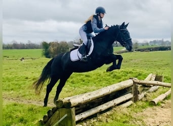 Connemara, Mare, 4 years, 14,1 hh, Gray