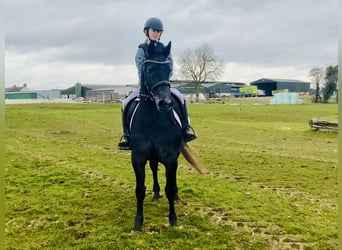 Connemara, Mare, 4 years, 14,1 hh, Gray