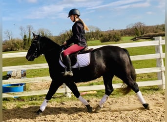 Connemara, Mare, 4 years, 14,1 hh, Gray