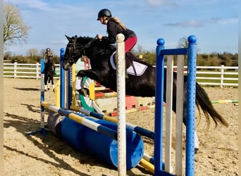 Connemara, Mare, 4 years, 14,1 hh, Gray