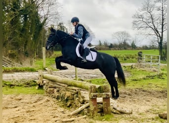 Connemara, Mare, 4 years, 14,1 hh, Gray