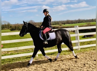 Connemara, Mare, 4 years, 14,1 hh, Gray