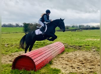 Connemara, Mare, 4 years, 14,1 hh, Gray