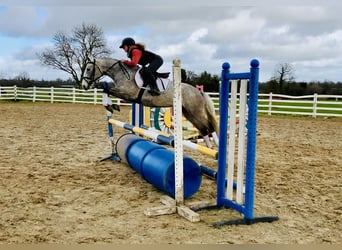 Connemara, Mare, 4 years, 14,1 hh, Gray