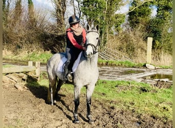 Connemara, Mare, 4 years, 14,1 hh, Gray