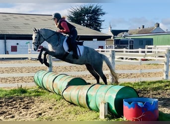 Connemara, Mare, 4 years, 14,1 hh, Gray