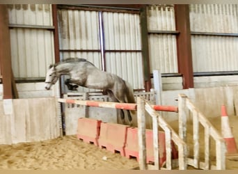 Connemara, Mare, 4 years, 14,1 hh, Gray