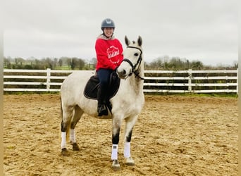 Connemara, Mare, 4 years, 14,1 hh, Gray