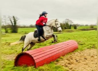 Connemara, Mare, 4 years, 14,1 hh, Gray