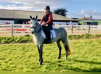 Connemara, Mare, 4 years, 14,1 hh, Gray