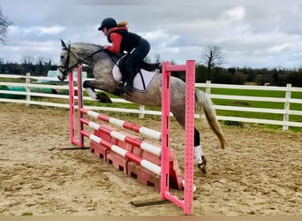 Connemara, Mare, 4 years, 14,1 hh, Gray