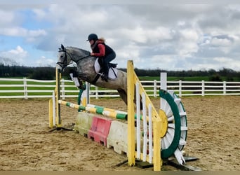 Connemara, Mare, 4 years, 14,1 hh, Gray