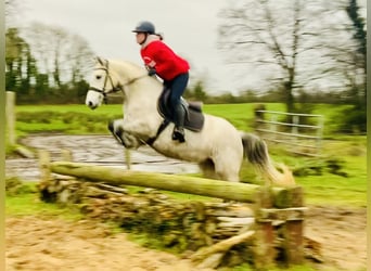 Connemara, Mare, 4 years, 14,1 hh, Gray