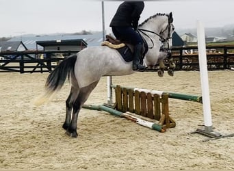 Connemara, Mare, 4 years, 14,1 hh, Gray