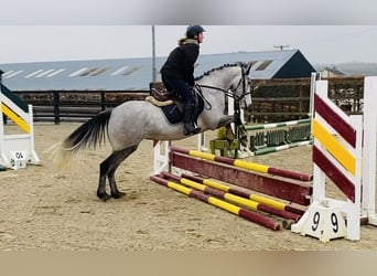 Connemara, Mare, 4 years, 14,1 hh, Gray