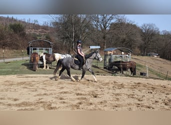 Connemara Mix, Mare, 4 years, 14.1 hh, Grey-Blue-Tan
