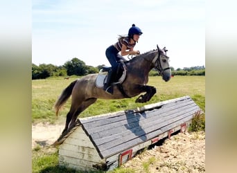 Connemara, Mare, 4 years, 14.1 hh, Grey-Dark-Tan