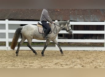 Connemara, Mare, 4 years, 14.1 hh, Grey