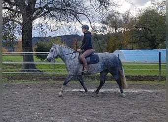 Connemara, Mare, 4 years, 14.1 hh, Grey