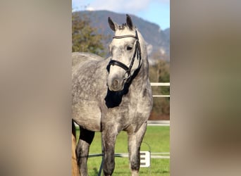 Connemara, Mare, 4 years, 14.1 hh, Grey