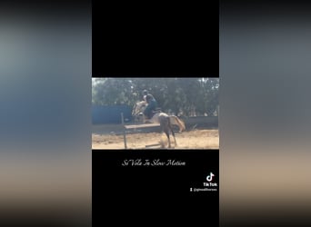 Connemara, Mare, 4 years, 14.1 hh, Grey