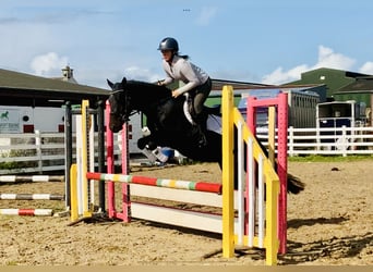Connemara, Mare, 4 years, 14.2 hh, Black
